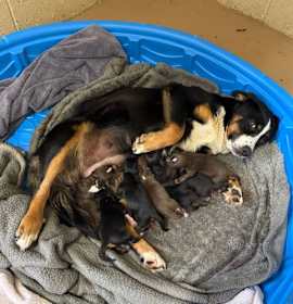 Photo of Hera's Pup Violet