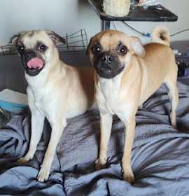 Photo of Gherkin and Dillan