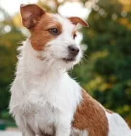 Photo of Charlie