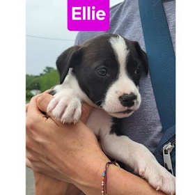 Photo of Doyline 10 Ellie