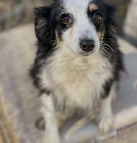 Photo of Lilly (mini Aussie)