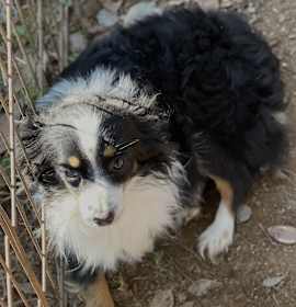 Photo of Solo (mini Aussie)