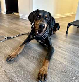 Photo of Bruno