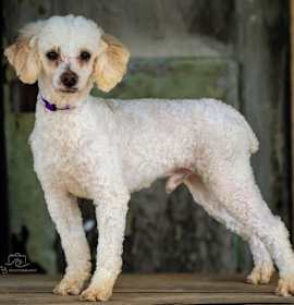 Photo of WRIGLEY POODLE 14 lbs 3 yrs