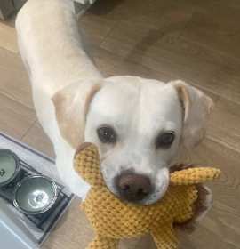 Photo of Snowy