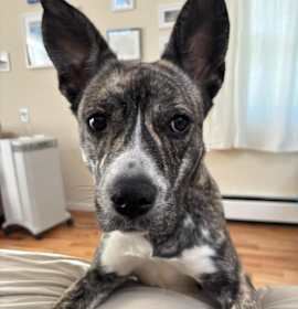 Photo of Rosey