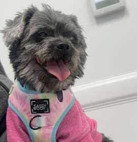 Photo of Hazel (pending medical)