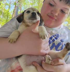 Photo of Tori's Litter Phoenix