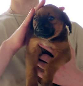 Photo of Tori's Litter Dover