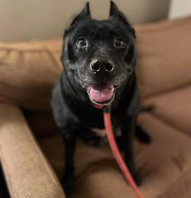 Photo of Kelsie (FEE SPONSORED)