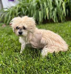 Photo of Contessa