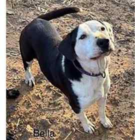 Photo of Bella
