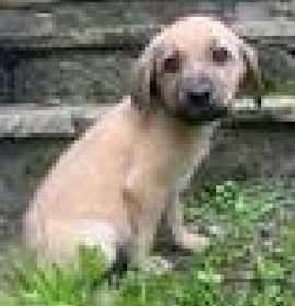 Photo of Tori's Litter Diego