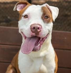 Photo of Embark 57173