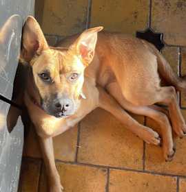 Photo of Viola