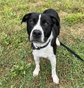 Photo of Oreo (Ruger)