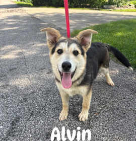 Photo of Alvin (The 3 Chipmunks 1)