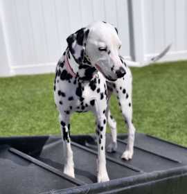 Photo of Sadie