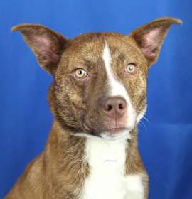 Photo of Baldwyn - 101401T-2