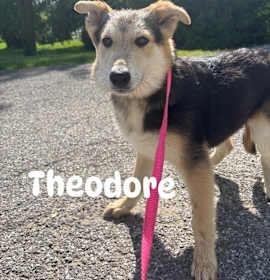 Photo of Theodore (The 3 Chipmunks 2)