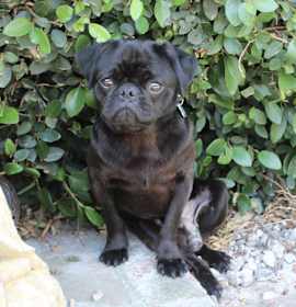 Photo of Dirk - Black Pug