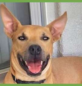 Photo of Buddy