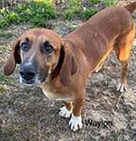 Photo of Waylon