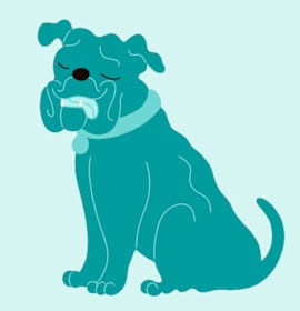 Photo of Bailey