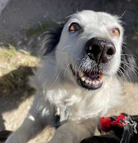 Photo of Patches