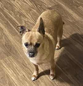 Photo of Buddy