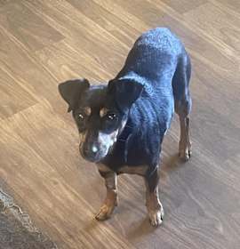 Photo of Mini