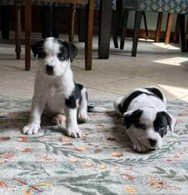 Photo of Beau (New Boston 4 3)