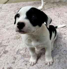 Photo of Bessie (New Boston 4 4)