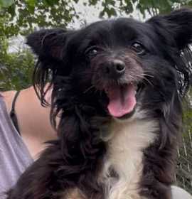 Photo of Brandy