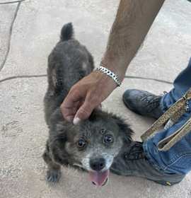 Photo of Pepper