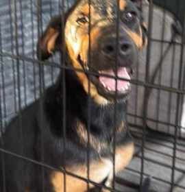 Photo of Daffodil