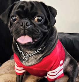 Photo of Moe