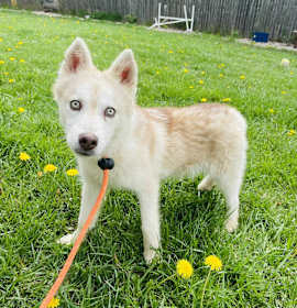 Photo of Storm  ***foster or adopt***