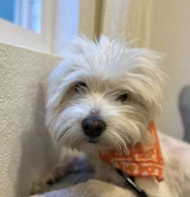 Photo of Oliver
