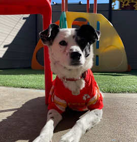 Photo of Oreo