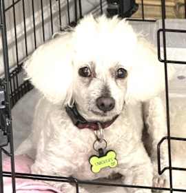 Photo of Snickers