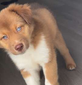 Photo of Dutch