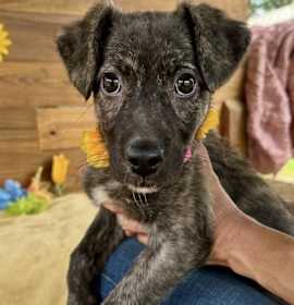 Photo of Baby Daisy