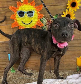 Photo of Pup Star