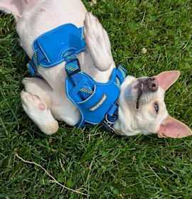 Photo of Yoda aka Birdie