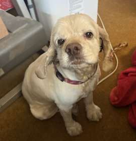 Photo of Nala