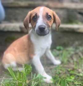 Photo of Tori's Litter Savannah
