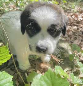 Photo of BANDIT sm