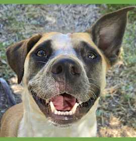 Photo of Goose