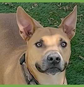 Photo of Buddy